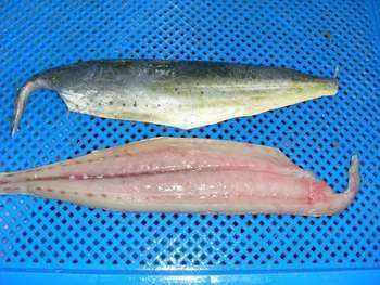 Frozen Mahi Mahi Fish Export Quality Whole Fish Processed Under Strict Handling Standards For Seafood Importers - TOSOH INTERNATIONAL - South Africa
