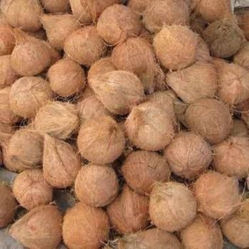 Semi Husked Coconut – product photo, Fresh Semi-Husked Coconut products found from trusted suppliers, wholesalers, manufacturers & exporters Listing