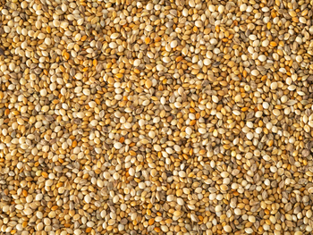 Carefully selected pearl millet wholesale bulk sale natural bajra shipment from HIGHPROFILE AGRICULTURE SERVICES LIMITED Carefully selected pearl millet wholesale bulk sale natural bajra shipment - HIGHPROFILE AGRICULTURE SERVICES LIMITED - Tanzania