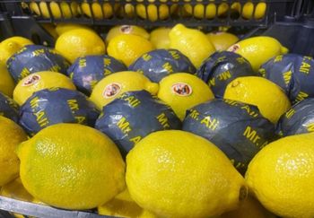 Fresh Lemon Color Yellow Texture Juicy Flavor Fresh And Tart Packaging 15 kg carton Place of Origin South Africa Grade Class 1 premium export grade - afrivett@gmail.com - South Africa