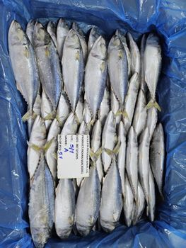 INDIAN MACKEREL A GRADE Origin Oman Shipment Prompt Packing 10 Kg - United Marine Business Spc - Oman