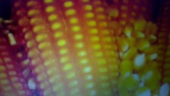 Maize – product photo, Maize products found from trusted suppliers, wholesalers, manufacturers & exporters Listing
