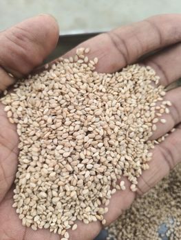 Sesame Seeds (white & Black) from Khedutvanshi Enterprises Sesame Seeds (white & Black) - Khedutvanshi Enterprises - India