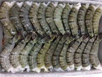 Frozen Black tiger Shrimp Headless Sell on France / Top Selling Headless tiger Shrimp Exported in Bulk - TRADECENTRIC LLC - United States