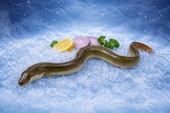 Frozen Conger Eel Supplier & Exporter India | Whole Round & Cut Eel | Bulk Wholesale Seafood - AMAZE SEAFOOD TRADE - India