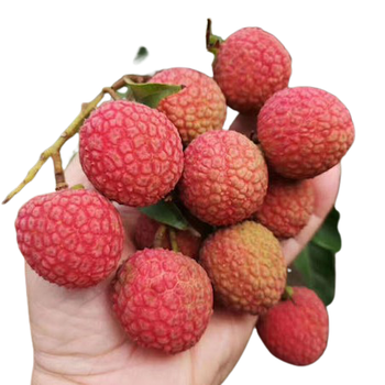 Fresh Lychee/Lichits Vietnam with high quality and VIETGAP certification for export fresh lychee fruit ready to ship EU , ASIA - NGAN HOA PHAT TRADING SERVICE COMPANY LIMITED - Vietnam