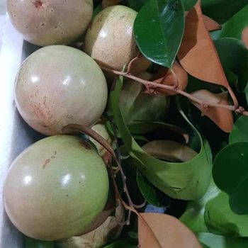 Viet Nam Star Apple For Sale Type Apple Style Fresh Grade AAAAA Color Green Variety FUJI Weight (kg) 0.2 Taste Sweet - GIA GIA NGUYEN CO., LTD - Vietnam