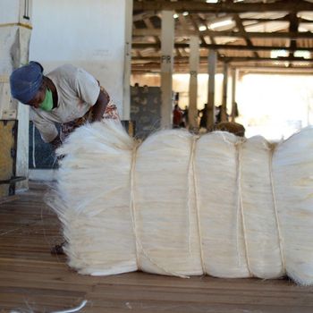 UG Grade sisal fiber Eco-Friendly Flame Retardant Sisal Hemp Fiber for Spinning Non-Woven Fabric Applications and Industry Use Sisal Hemp Fiber for Spinning Non-Woven Fabric - wood traders - Poland