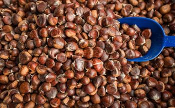 Good Price Fresh Chestnut for Sale Factory Direct Supplier Delicious Chestnuts Fresh Raw Organic - CPW TRADE LTD - United Kingdom