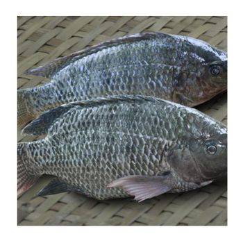 Frozen whole round black tilapia fish price Grade A Flavor Mild Texture Tender Max. Moisture (%) 5 Type Frozen tilapia fish -  CALIPSO POLSKA SP Z OO  - Poland