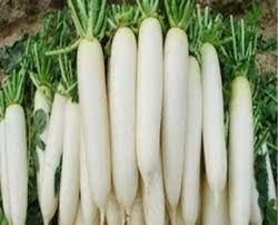 Radish (Mooli) - Export Quality from India - AGROCARTE EXIM ENTERPRISES PVT LTD - India