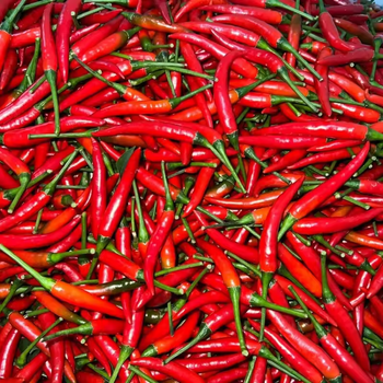 Premium Fresh Red Chili Pepper for Export – High Quality Hot Fresh Chili Bulk Supply - YA Corporation Co., Ltd. - Thailand