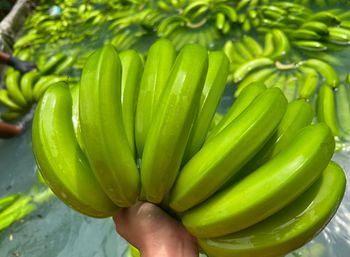 Fresh Banana – product photo, Fresh Banana Leaf products found from trusted suppliers, wholesalers, manufacturers & exporters Listing