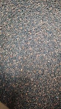 Black Pepper - Radiant Nuts and Spices Pvt.Ltd - India