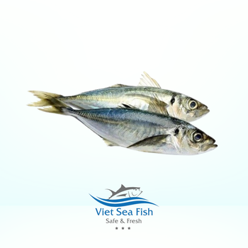 Frozen Horse Mackerel WR Size 4/6 - 6/8 - 8/10 Packing Method IQF, Iqf Size Range 4/6 - 6/8 - 8/10 Bulk Packaging 10 Kgs/carton - Viet Sea Fish Ltd., Co. - Vietnam