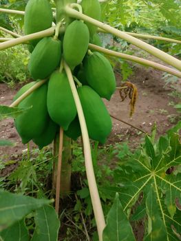 Papaya – product photo, Papaya products found from trusted suppliers, wholesalers, manufacturers & exporters Listing