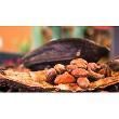 Cocoa beans - ELITOPHE SAS - France