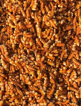 Turmeric - Organic Herbs International  - India