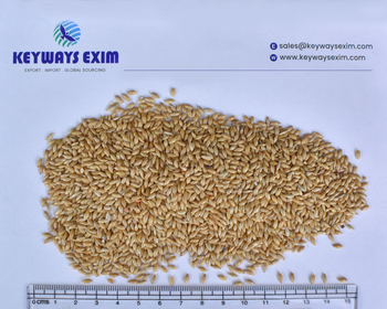 Canary Seed Processing Type MACHINE - keyways exim - India