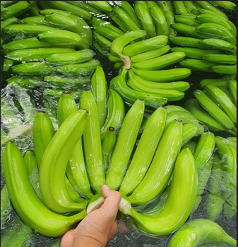 Fresh Cavendish Banana Grade a Naturally Sweet Taste Healthy Customized Packaging - TRADECENTRIC LLC - United States
