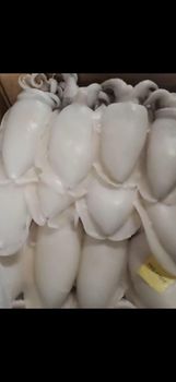 Cuttlefish whole clean - PT BOGA BAHARI BANYUTENGAH - Indonesia