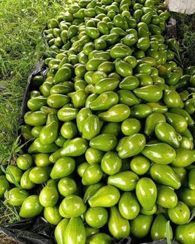 Farm Fresh Avocado Ripe Green Fruit With Smooth Texture And Delicious Flavor For Healthy Eating And Kitchen Preparation - EAST LAND PROPERTIES - Tanzania