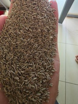 cumin seed – product photo, Grape Seed Powder products found from trusted suppliers, wholesalers, manufacturers & exporters Listing