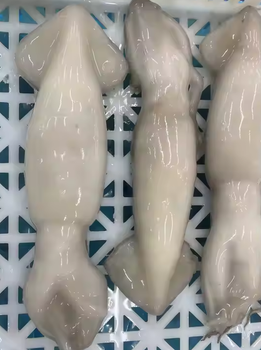 FROZEN SQUID Weight (kg) - PT INANIA KARYA BERSAMA - Indonesia