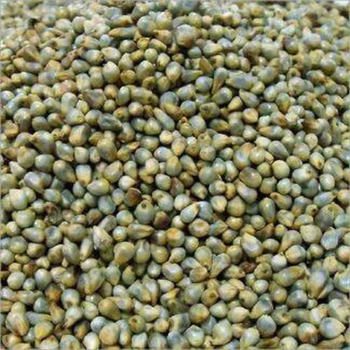 Well processed pearl millet bulk order high quality grains shipment - HIGHPROFILE AGRICULTURE SERVICES LIMITED - Tanzania