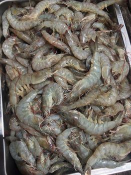 Premium Fresh Frozen Whole Vannamei Shrimp Buy Online Export Quality Seafood For Restaurants Hotels Catering - CPW TRADE LTD - United Kingdom