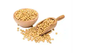 Premium Soybeans – High-Protein, Versatile & Nutrient-Dense Agricultural Commodity - UMGS GROUP PTY LTD - South Africa