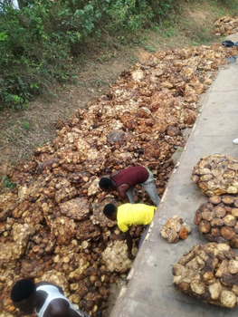Cup Lumps - KILIMOFY - Tanzania