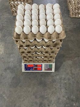 Farm Fresh Chicken Brown Eggs / White Supplier of Fresh Protein Rich Farm Chicken Eggs Fresh Brown Eggs White Farm from Smart Agri GmbH Farm Fresh Chicken Brown Eggs / White Supplier of Fresh Protein Rich Farm Chicken Eggs Fresh Brown Eggs White Farm - Smart Agri GmbH - Germany