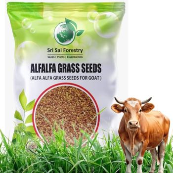 Quality Grass Seeds Alfalfa for sale / wholesale Alfalfa Seeds for sale from Thai Agri Company Quality Grass Seeds Alfalfa for sale / wholesale Alfalfa Seeds for sale - Thai Agri Company - Thailand