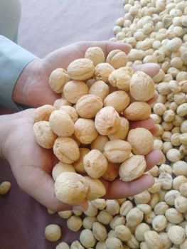 Dried apricot - Ahmad Zai Yasser LTD - Afghanistan