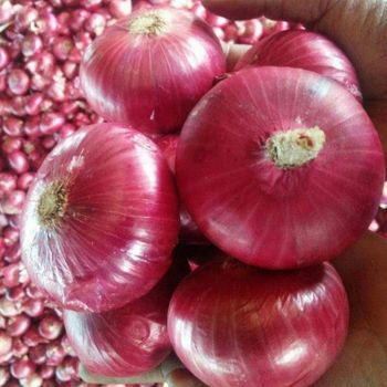 RED ONION - AGRO AFRIQUE COMPANY LIMITED - Tanzania