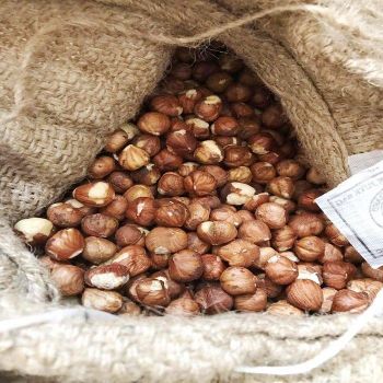 Organic 100% Natural Premium Quality Hazelnut Kernels Shell Quality Dried Raw Hazelnut Wholesale Food from CPW TRADE LTD Organic 100% Natural Premium Quality Hazelnut Kernels Shell Quality Dried Raw Hazelnut Wholesale Food - CPW TRADE LTD - United Kingdom