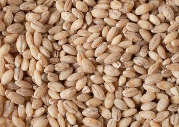 Barley - Lawana and Sons Supplies - South Africa