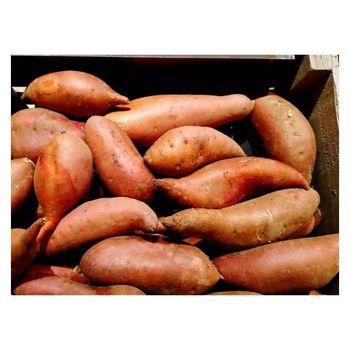 Flash Sale - frozen/ fresh Sweet potato High Quality Vegetables Fresh Sweet Potatoes export worldwide from MIGHTY ASIA COMPANY LIMITED Flash Sale - frozen/ fresh Sweet potato High Quality Vegetables Fresh Sweet Potatoes export worldwide - MIGHTY ASIA COMPANY LIMITED - Vietnam