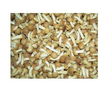 Frozen mushroom from Qingao Harthn-Ritune Corp., Ltd. Frozen mushroom - Qingao Harthn-Ritune Corp., Ltd. - China