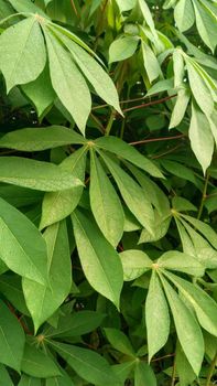 Dried Leaves For Terrarium & Aquarium Features Organic Origin Indonesia - NUSA TEAK - Indonesia