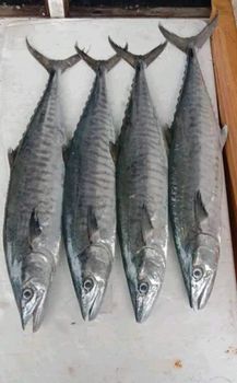 Kingfish (Batang Fish) 3-5 kg - Fresh or Frozen  Form Fresh and Frozen Place of Origin Indonesia Weight (kg) 3-5 kg each - Acefort Ventures - Singapore