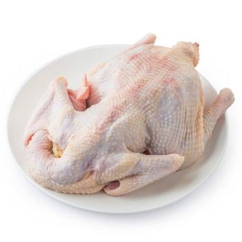 Premium Grade High Quality Low Price Fresh Poultry Whole Frozen Chicken Meat IQF Freezing Process Vacuum Pack 25kg - Carla Pisselli Commercio - Brazil
