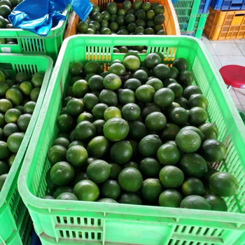 Fresh Seedless LongAN / Fresh Seedless Watermelon Vietnam Grade A Type LIME Color Green Style Fresh Weight (kg) 12 Brand Name - VIET THIEN PHU INDUSTRIAL PRODUCTION COMPANY LIMITED - Vietnam