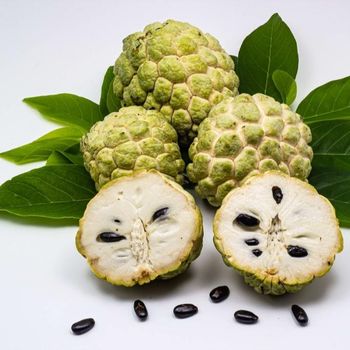 "KIM" Fresh Custard Apple Fruit /Annona Reticulata big size 500gr up/piece - best price and service from Vietnam - VIET SEAFARM COMPANY LIMITED - Vietnam