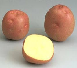 Potato lady Rosetta - AVANCE FOR IMPORT AND EXPORT - Ukraine