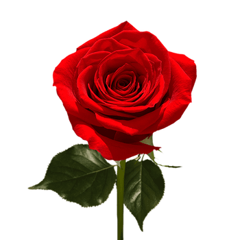 fresh cut rose from China from Yunnan Millions Flower Co.,ltd - Yunnan Millions Flower Co.,ltd - China