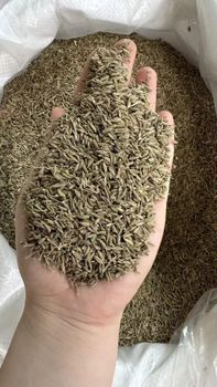 Cumin seeds - 泛东国际供应链 - China
