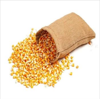 Yellow Corn High Quality Bulk Wholesale Yellow Corn Direct Supply for Sale at Best Price - PEACE PRODUCTS LIMITED - United Kingdom