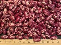 Red bean - AGROVEG - Uzbekistan